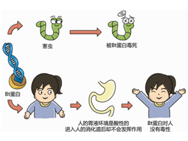 问答虫子不吃，人为什么能吃