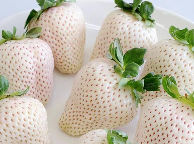 误区：白色草莓是转基因水果吗？能否安心食用？