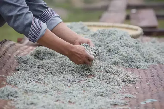 你知道哪个时期的莓茶品质更好吗？
