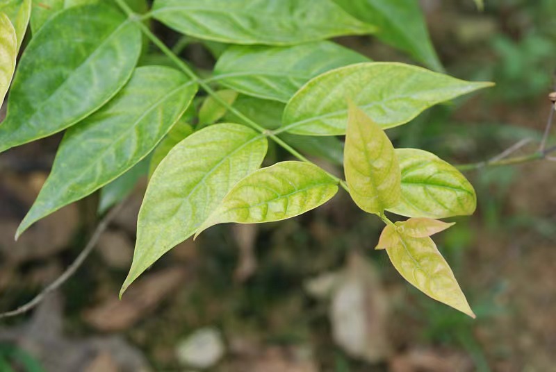 野菜＝绿色食品？这些野菜食用的“坑”别再踩了！