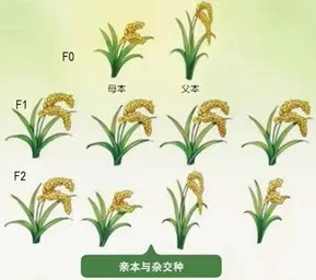 转基因作物能不能留种?