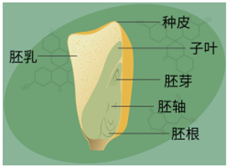 转基因被误解的那些事：目前市场上的圣女果、紫薯、彩椒、水果玉米等都是转基因品种？